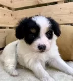 パピヨン【長野県・男の子・2024年3月23日・トライ】の写真5