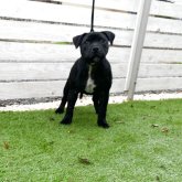 スタッフォードシャーブルテリア