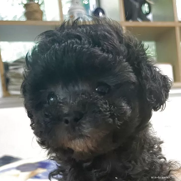 ID：2506-05158の子犬