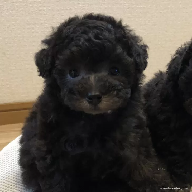 Y.Y 様のお迎えした子犬
