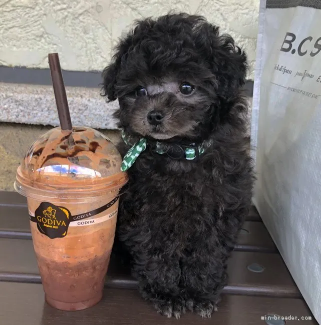 ID:2106-00671の子犬