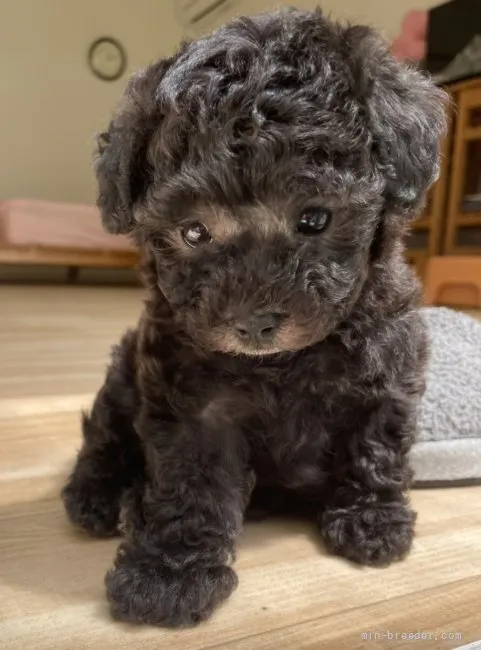 ID：2204-00982の子犬