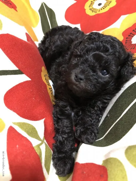 ID：2101-02459の子犬
