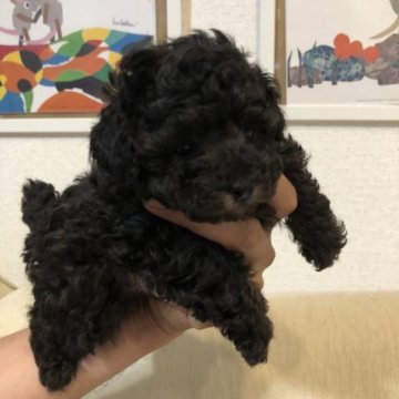 トイプードル(ティーカップ)【熊本県・男の子・2023年5月20日・シルバー】の写真「超ウルトラ級のプリンス誕生😍」
