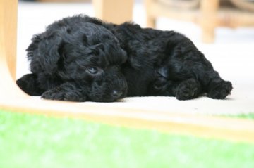 トイプードル(タイニー)【熊本県・男の子・2020年4月25日・ブラック】の写真「自由過ぎるわんぱく犬🐶」
