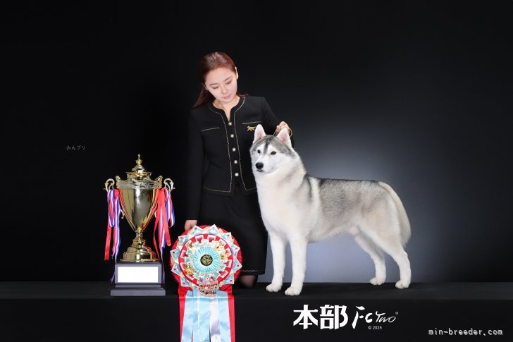 世界中ドッグショー積極的に参加しています｜李　楡燁(り　ゆよん)ブリーダー(栃木県・シベリアンハスキーなど・JKC/その他登録)の紹介写真1