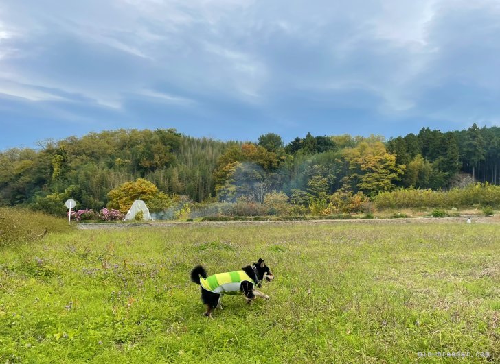 周りの自然風景｜李　楡燁(り　ゆよん)ブリーダー(栃木県・シベリアンハスキーなど・JKC/その他登録)の紹介写真6