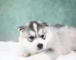 シベリアンハスキー【東京都・女の子・2025年10月1日・シルバー&ホワイト】の写真9