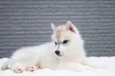 シベリアンハスキー【東京都・男の子・2025年8月18日・シルバー&ホワイト】の写真13