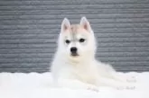 シベリアンハスキー【東京都・男の子・2025年8月18日・シルバー&ホワイト】の写真15