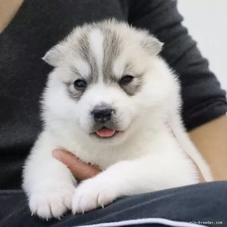 ID:2412-07019の子犬