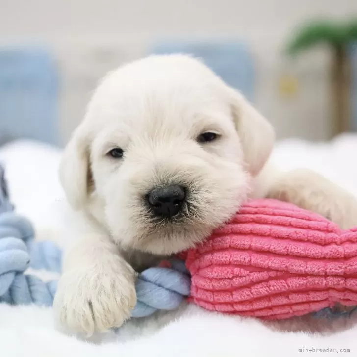 ID:2501-05442の子犬