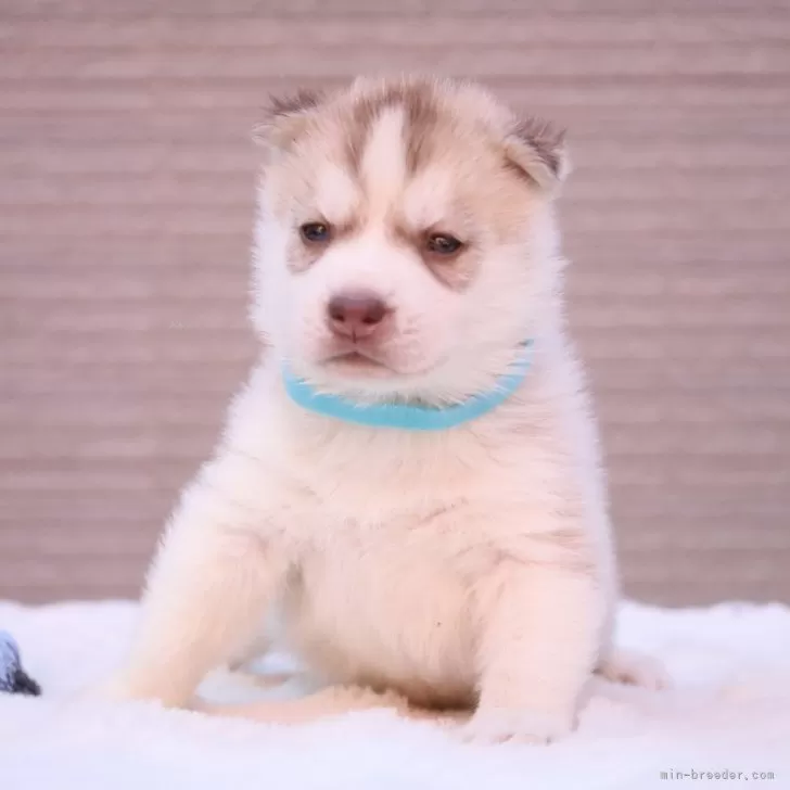 ID：2411-07750の子犬