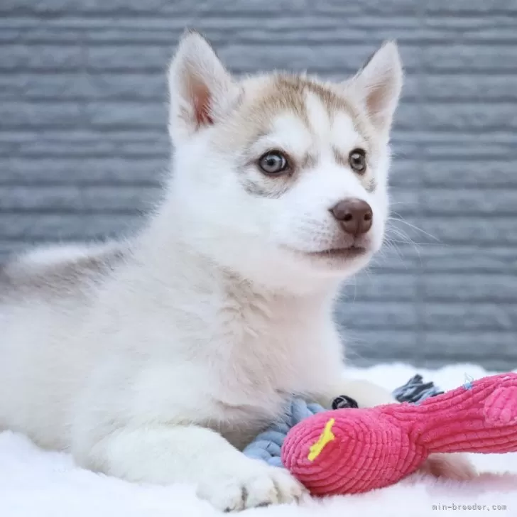 R.T 様のお迎えした子犬