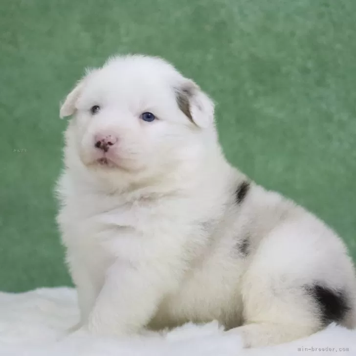 ID:2504-06800の子犬