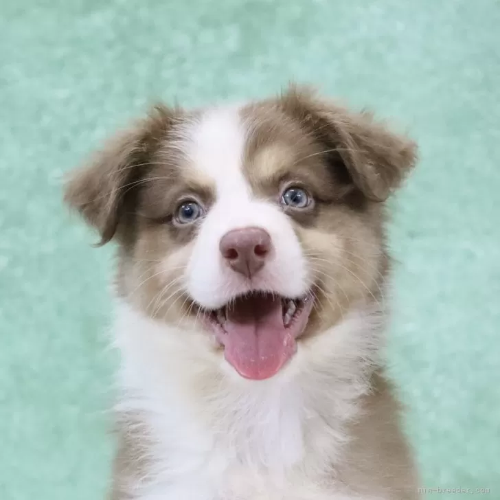 ID:2506-04510の子犬