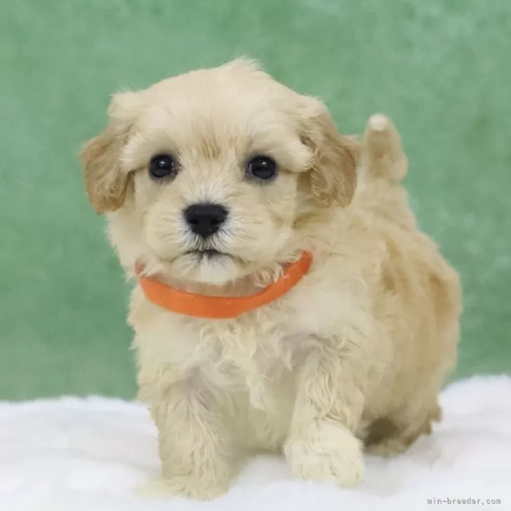 ID：2505-03119の子犬