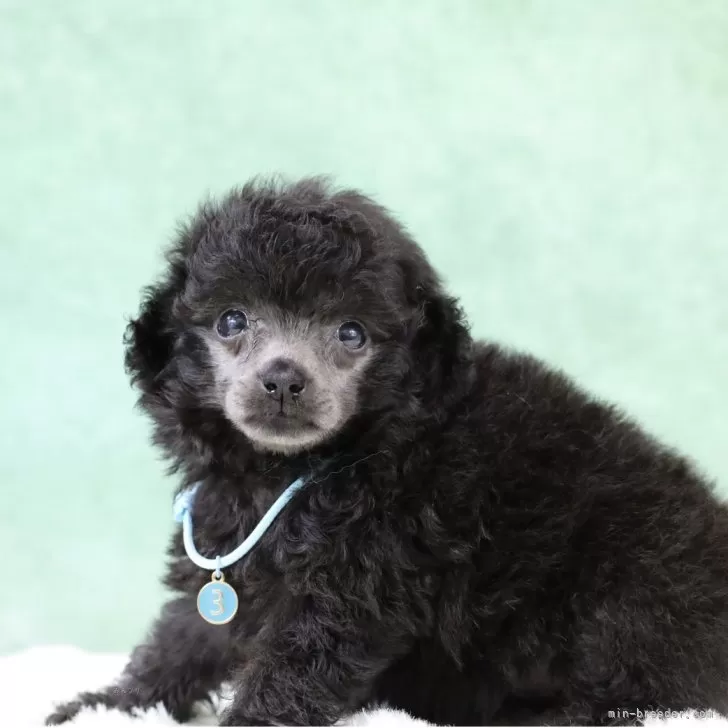 ID:2508-01977の子犬