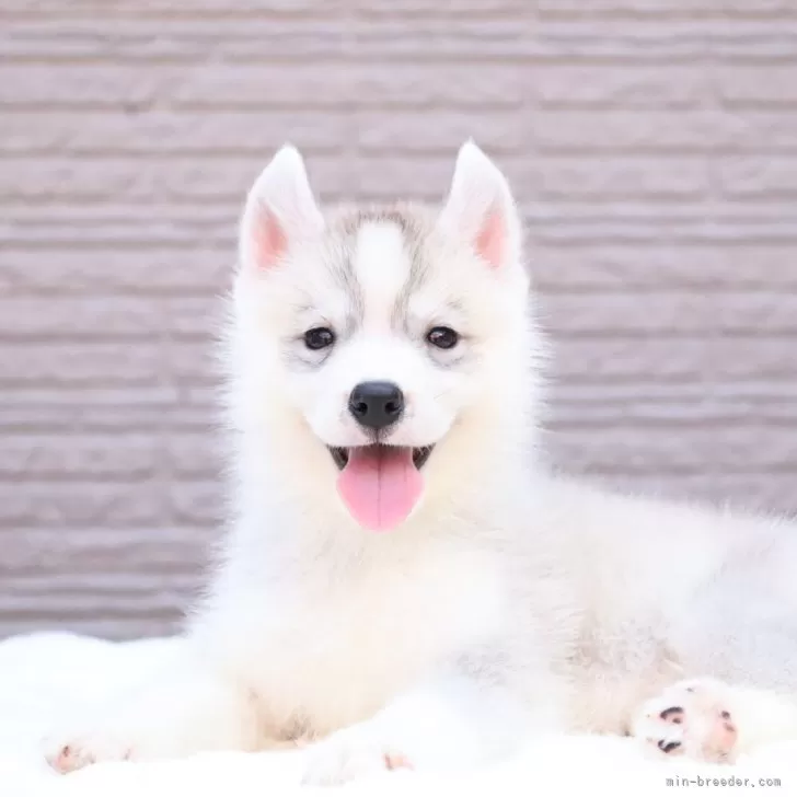 シベリアンハスキー【東京都・女の子・2025年7月3日・シルバー&ホワイト】の写真1