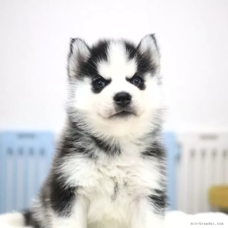 ID:2501-00154の子犬