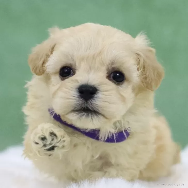 ID：2505-03129の子犬