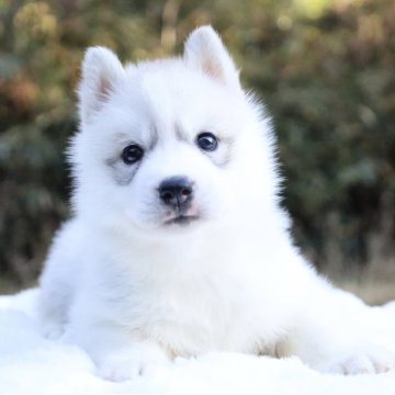 シベリアンハスキー【東京都・女の子・2025年10月23日・シルバー&ホワイト(ほぼ真っ白)】の写真「両親外産🔝CH血統🏅珍しい真っ白近い毛色」