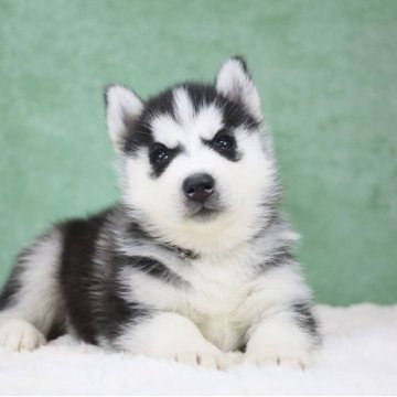 シベリアンハスキー【東京都・男の子・2025年10月12日・ブラック&ホワイト】の写真「父親欧産🏅遺伝子クリア・二重まぶた可愛い顔」