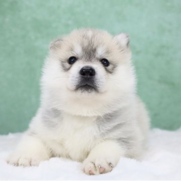 シベリアンハスキー【東京都・女の子・2025年10月23日・シルバー&ホワイト】の写真「外産🔝CH血統🏅Showポテンシャル」