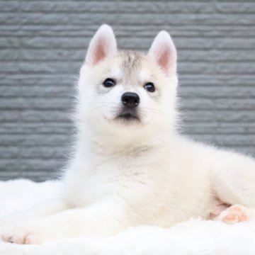 シベリアンハスキー【東京都・男の子・2025年8月18日・シルバー&ホワイト】の写真「欧産CH血統🏅遺伝子クリア・🧸ぬいぐるみ」