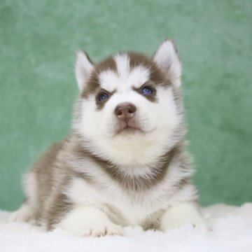 シベリアンハスキー【東京都・男の子・2025年10月12日・チョコレート&ホワイト】の写真「父親欧産🏅遺伝子クリア・珍しいオッドアイ🧡🩵」