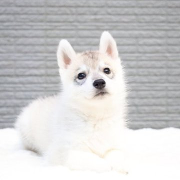 シベリアンハスキー【東京都・女の子・2025年8月18日・シルバー&ホワイト】の写真「欧産CH血統🏅遺伝子クリア・🧸ぬいぐるみ」