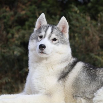 シベリアンハスキー【東京都・女の子・2025年7月3日・シルバー&ホワイト】の写真「両親欧産🏅遺伝子クリア・賢く可愛い女の子」