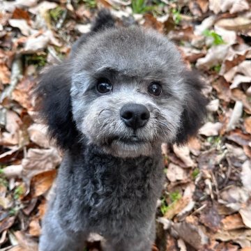 トイプードル(トイ)【東京都・男の子・2025年6月14日・シルバー】の写真「素晴らしい毛量・骨格強い子・散歩しつけ済み」
