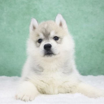 シベリアンハスキー【東京都・女の子・2025年10月23日・シルバー&ホワイト】の写真「外産🔝CH血統🏅Showポテンシャル」