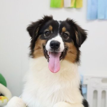 オーストラリアン・シェパード【東京都・男の子・2025年4月17日・ブラック・トライ・ホワイト】の写真「両親外産・CH血統🏅賢い男ショーポテンシャル」