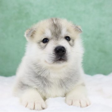 シベリアンハスキー【東京都・男の子・2025年10月23日・シルバー&ホワイト】の写真「外産🔝CH血統🏅Showポテンシャル」