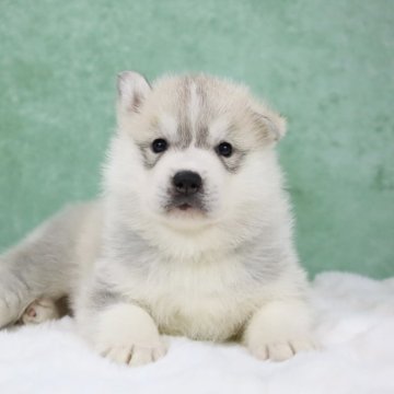 シベリアンハスキー【東京都・男の子・2025年10月23日・シルバー&ホワイト】の写真「外産🔝CH血統🏅Showポテンシャル」