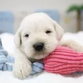 ミニチュアシュナウザー【東京都・男の子・2024年12月20日・白】の写真1