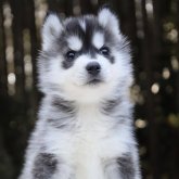 シベリアンハスキー