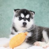 シベリアンハスキー