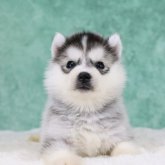 シベリアンハスキー