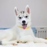 シベリアンハスキー