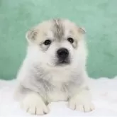 シベリアンハスキー