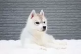 シベリアンハスキー【東京都・男の子・2025年8月18日・シルバー&ホワイト】の写真8