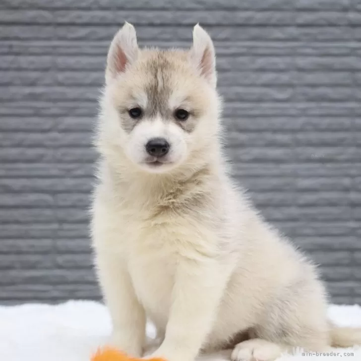 ID:2409-06964の子犬