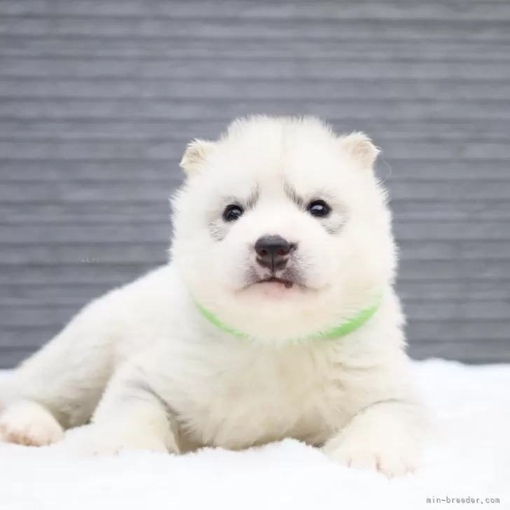 ID:2409-06953の子犬