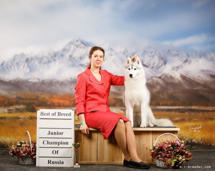 シベリアンハスキー【・女の子・2023年3月14日・シルバー&ホワイト】