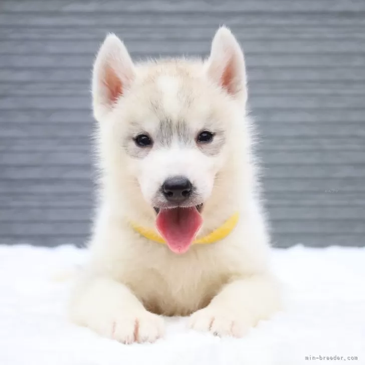 ID：2407-07385の子犬