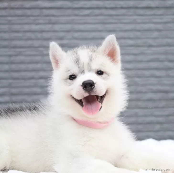 ID:2407-01525の子犬