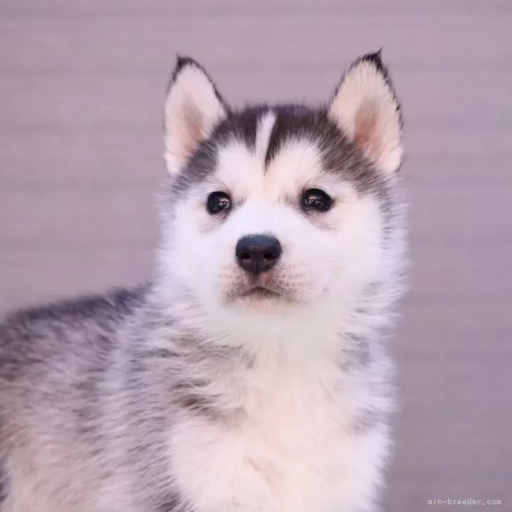 ID：2403-01632の子犬